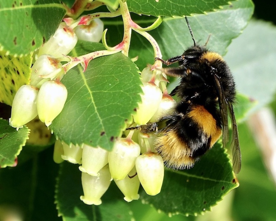 bumblebee